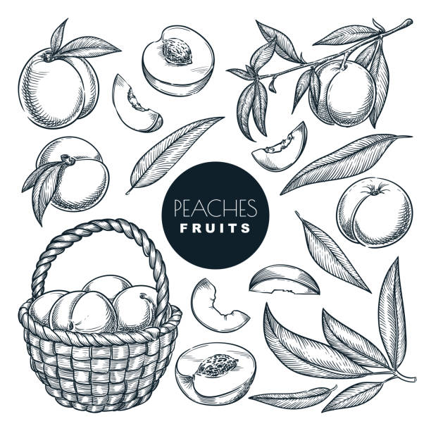 바구니에 복숭아, 스케치 벡터 그림. 과일 수확, 손으로 그린 정원 농업 고립 된 디자인 요소 - 바구니 일러스트 stock illustrations