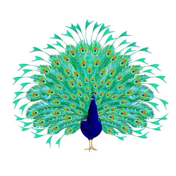 Peacock beauty tropical bird on a white background watercolor vintage vector illustration editable Peacock beauty tropical bird on a white background watercolor vintage vector illustration editable hand drawn peacock stock illustrations