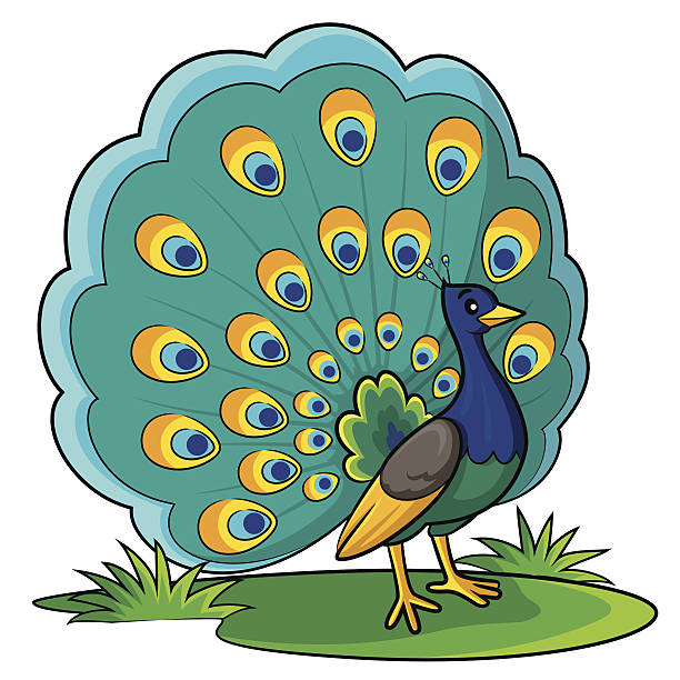павлин мультяшный - cartoon of a peacock clip stock illustrations.
