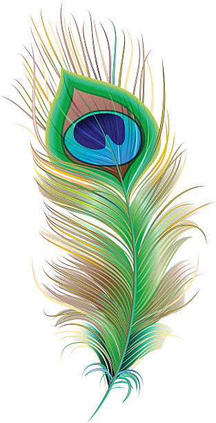 Peacock feather. Beautiful bird feather Peacock feather. Beautiful bird feather. Isolated on white vector illustration peacock feather stock illustrations