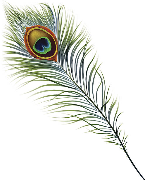 Peacock Feather Detailed realistic vector illustration of peacock feather in EPS10 format peacock feather stock illustrations
