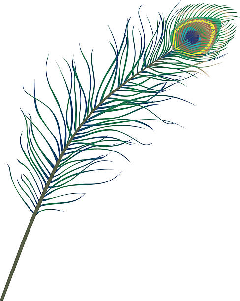 Peacock Feather An elegant peacock feather. peacock feather stock illustrations