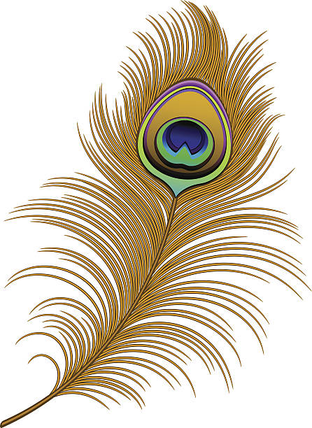 Peacock Feather Peacock Feather over white. EPS 10, AI, JPEG peacock feather stock illustrations