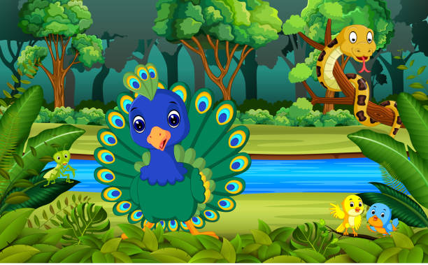 stockillustraties, clipart, cartoons en iconen met peacock in het bos - peacock back