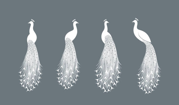 Peacock logo. Isolated peacock on white background EPS 10. Vector illustration peacock feather stock illustrations