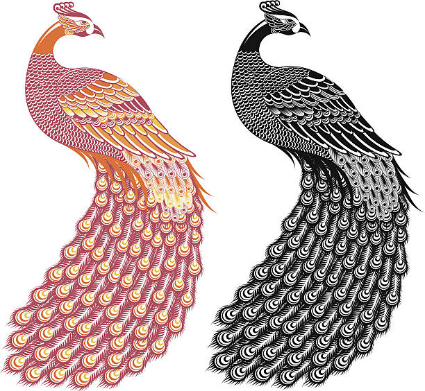 peacock vector art illustration