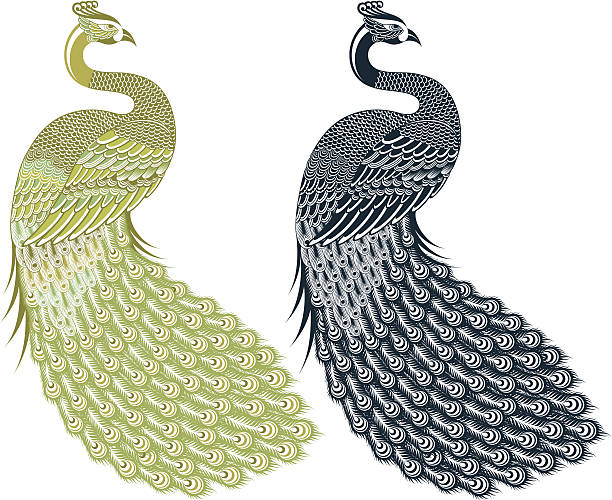 peacock vector art illustration