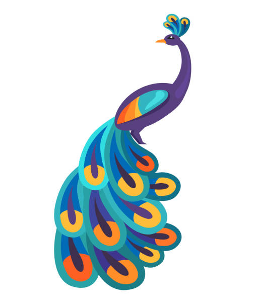 Peacock with Bright Feathers Isolated Illustration Peacock with bright feathers and amazing long tail isolated vector illustration on white background. Wonderful bird, one of symbols of India. peacock stock illustrations