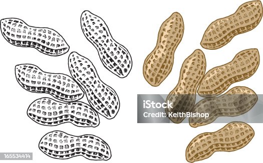 istock Peanuts in the Shell - Gober Nuts 165534414