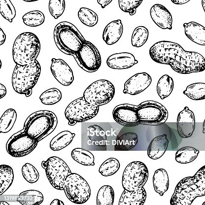 istock Peanuts seamless pattern. Peanuts nuts hand drawn sketch. Nuts vector illustration. Organic healthy food. Great for packaging design. Engraved style. Black and white color. 1319853732