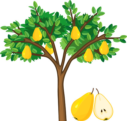 Pear tree with green leaves and ripe yellow fruits on white background