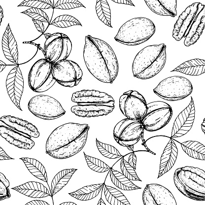 Pecan nuts seamless pattern. Hand drawn pecan nuts. Black and white. Organic food vector illustration. Vector design template. Great for packaging design. Hand drawn sketch. Engraved style