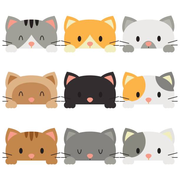Peeking Cats In White Background Collection Of Peeking Cats animal whisker stock illustrations