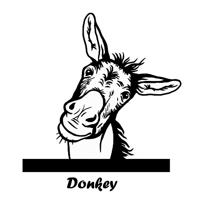 Peeking Funny Donkey - Funny Donkey peeking out - face head isolated on white