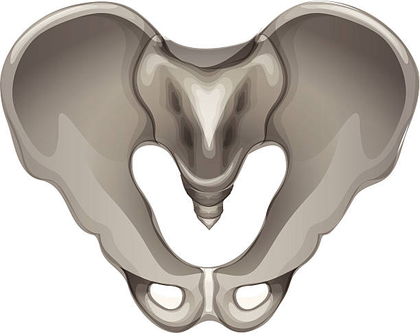 Pelvic bone Pelvic bone on a white background pelvic floor stock illustrations