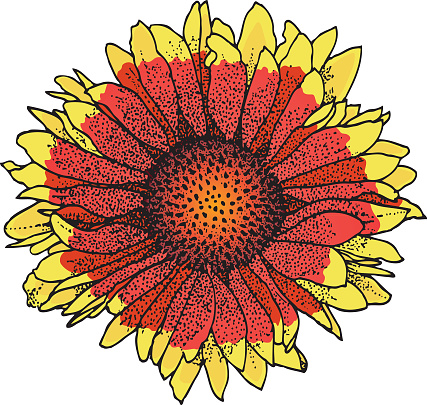 Pen And Ink Gaillardia Flower Illustration