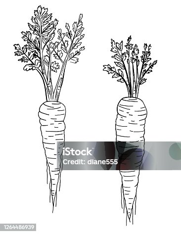 istock Pen And Ink Hand Drawn Carrot 1264486939