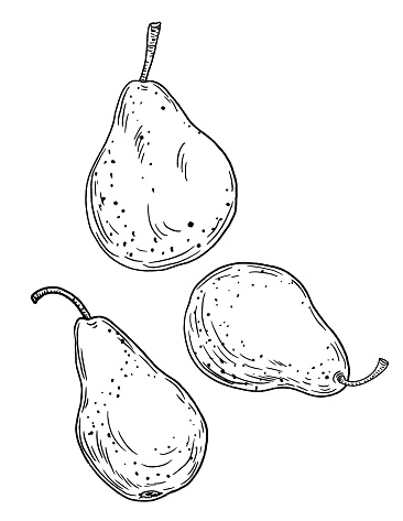 Pen And Ink Hand Drawn Pears