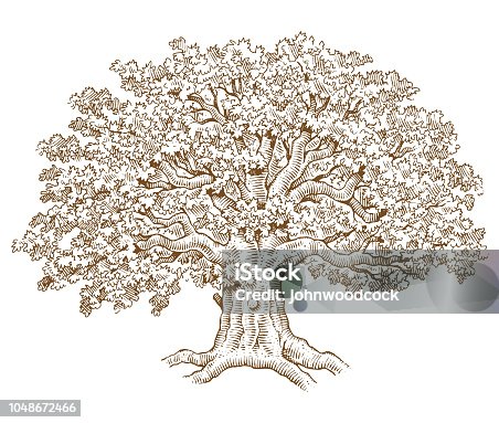 istock Pen and ink tree illustration 1048672466