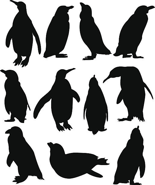 Penguin Collection A group of penguins with different posture. Zip contains AI, PDF and hi-res Jpeg. penguin stock illustrations