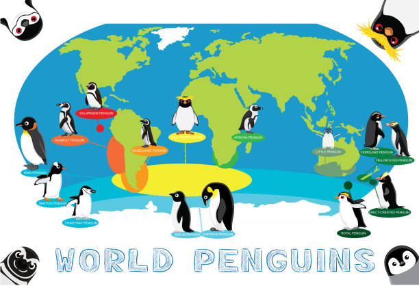 pinguin verteilung welt karte cartoon vector - galápagos stock-grafiken, -clipart, -cartoons und -symbole