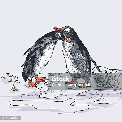 istock Penguin Love 1071565428