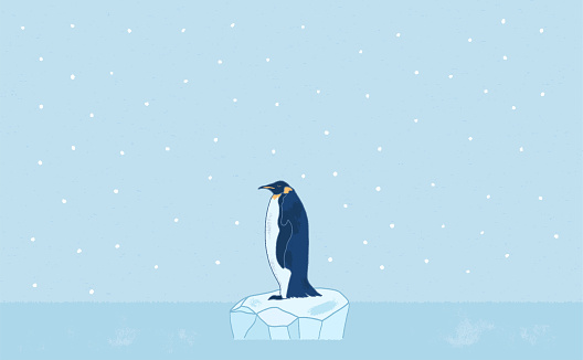 A Penguin standing on Glacier