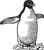 istock Penguin 1328187030