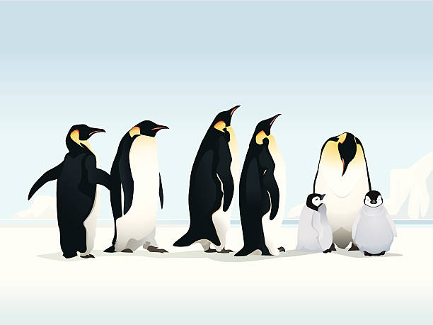 Penguins on ice a group of Emperor Penguins and their young on an ice flow. Vector illustration with hi-res .jpg. penguin stock illustrations