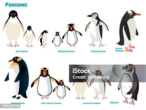 istock Penguins 1314219718