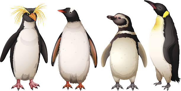 Penguins Penguins on a white background penguin stock illustrations