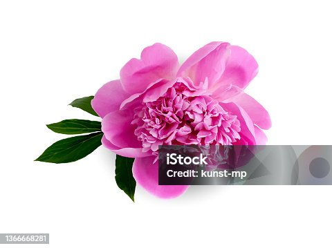 istock Peony, farmer's peony lying from the front,
Vector illustration isolated on white background 1366668281