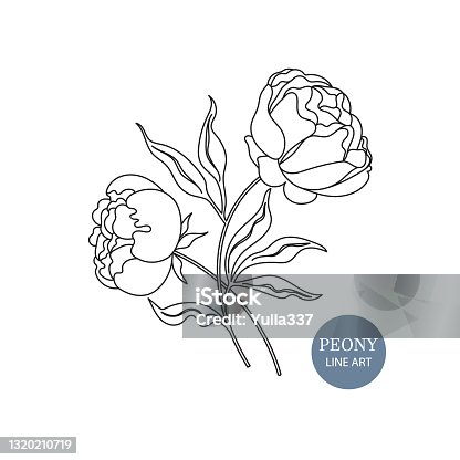 istock Peony flower drawings in vector 1320210719
