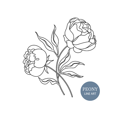 Peony flower drawings in vector