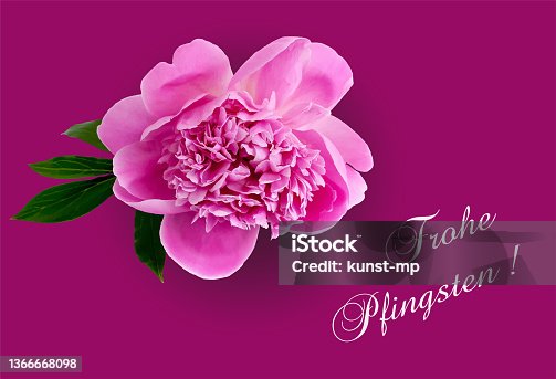 istock Peony with greetings in german,
Vector illustration isolated on burgundy background 1366668098