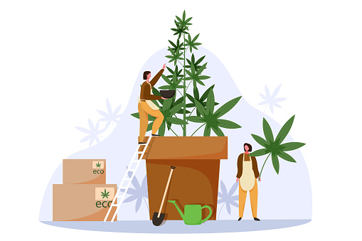 People grow cannabis for legal sell. Marijuana farm business concept vector illustration. Weed cultivation, hemp plant, Cannabis farming industry.