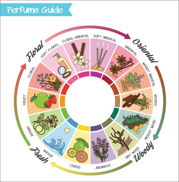 ilustrações de stock, clip art, desenhos animados e ícones de perfume guide wheel infographic. - food wheel infographic
