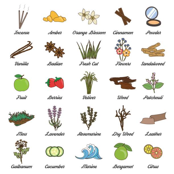 Perfume guide wheel infographic. Collection of icons for aromatic plants, herbas and woods for essense oils production. Perfume fragrance aroma ingredients. moss stock illustrations