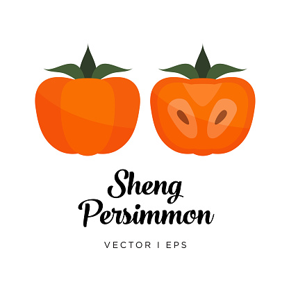 Persimmon vector editable illustration, Sheng type. Kaki drawn in flat simple style.