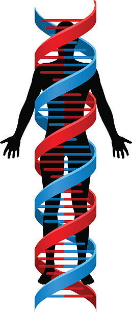 Person and Double Helix DNA Chromosome Strand A human person figure in silhouette with a double Helix DNA genetics chromosome strand surrounding it dna silhouettes stock illustrations