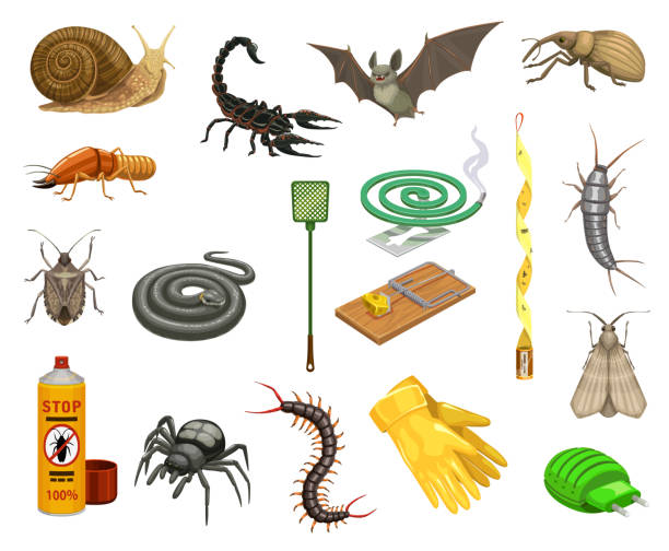 Pest insects, bugs, animals and insecticide Pest insects, bugs and animals cartoon set of pest control vector design. Insecticide spray, spider, snake and tick, termite, snail, mouse trap and bat, scorpion, snout beetle, moth and silverfish cartoon termites stock illustrations