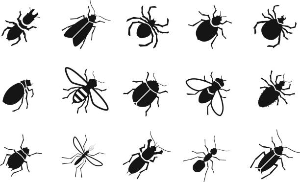 Pests and various insects set vector icons Pests and various insects set icons. vector illustration fly insect stock illustrations