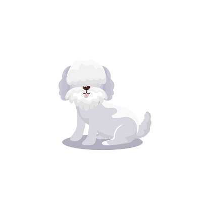 pet, little dog poodle animal domestic white background