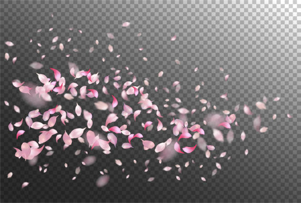 Petals Flying Background Vector pink flying petals with blurred defocused transparent detail petal stock illustrations