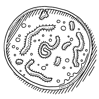 Petri Dish Microorganisms Drawing