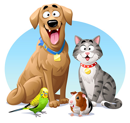 Pets- Cat, Dog, Budgie And Guinea Pig