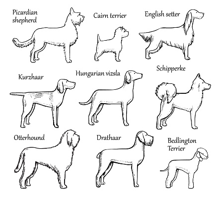 Pets Dogs Breeds