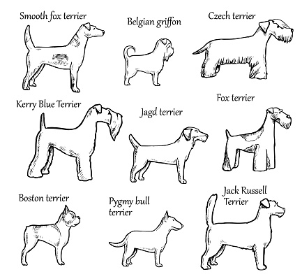 Pets Dogs Breeds