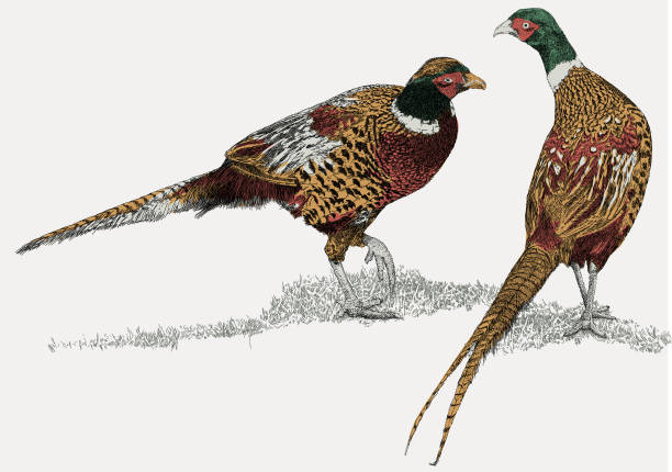 Pheasant Game Birds