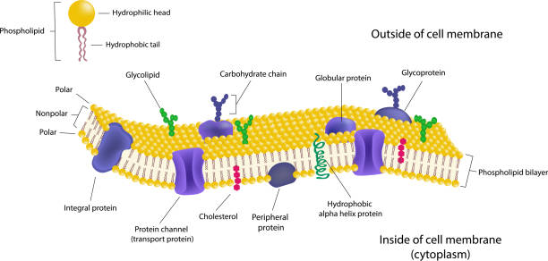 Phospholipid bilayers structure of cell membrane or cytoplasmic membrane Phospholipid bilayers structure of cell membrane or cytoplasmic membrane membrane stock illustrations